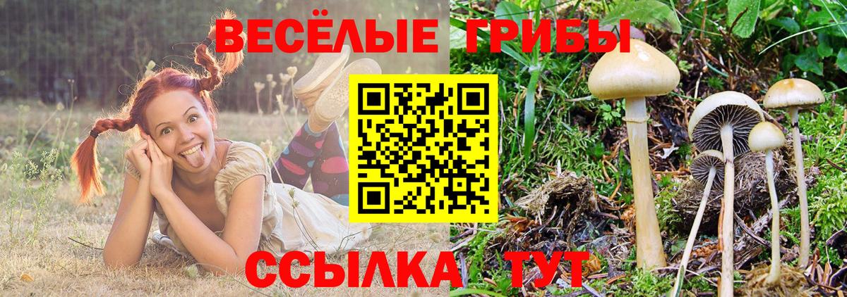Галлюциногенные грибы прущие грибы  Вход с VPN  Горно-Алтайск 
